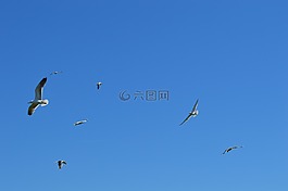 海鷗,飛,鳥