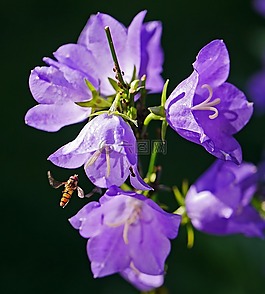 桔梗,hoverfly,夏季