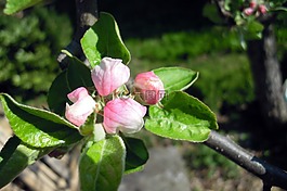苹果树,苹果花,开花