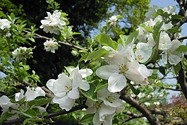 苹果树,苹果花,开花
