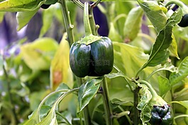 辣椒,蔬菜,植物