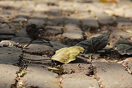 干,葉,特寫