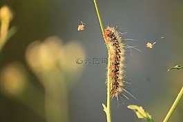 卡特彼勒,蝴蝶,羽毛