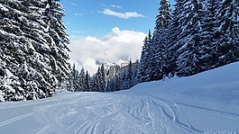 雪,現(xiàn)場(chǎng),樹