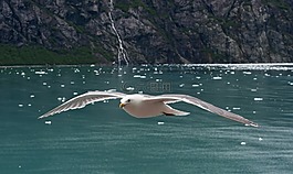 藍綠色翅鷗,海鷗,水