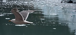 藍綠色翅鷗,海鷗,水