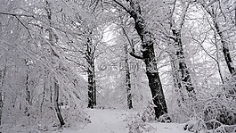 雪木,雪,木材