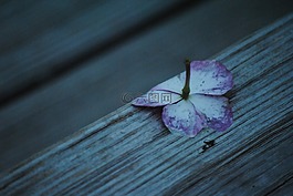 冷,花,自然