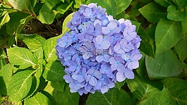 绣球,花,蓝色