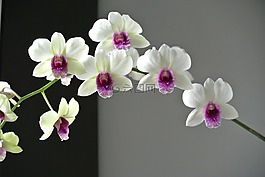 蘭花,花,美麗