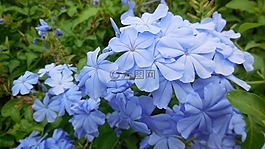 leadwort,花,藍(lán)色