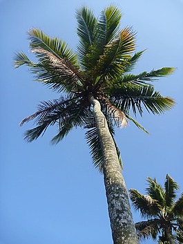 棕櫚樹,藍(lán)色,天空