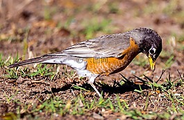 鳥,動物,野生動物