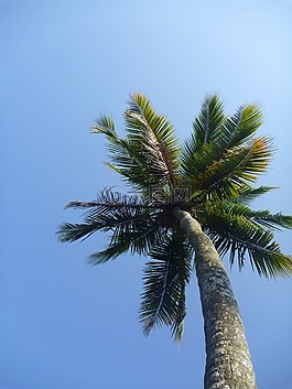 棕櫚樹,藍(lán)色,天空