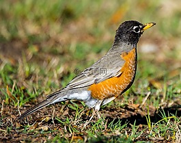 鳥,動物,野生動物