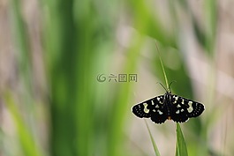 蝴蝶,蛾,黑