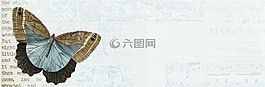 蝴蝶,釀酒,旗幟