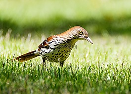 鳥,動物,野生動物