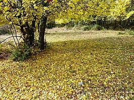 花园,秋天,叶