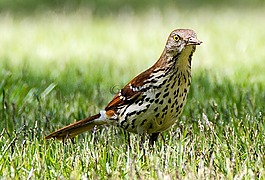 鳥,動物,野生動物