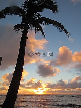 棕櫚,棕櫚樹,樹