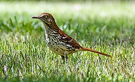鳥,動物,野生動物