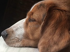 狗,寵物,睡眠