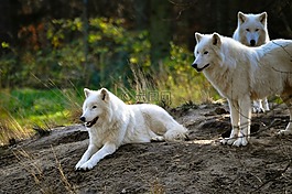 polarwolf,狼,動(dòng)物園