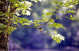 鳥,動物,野生動物
