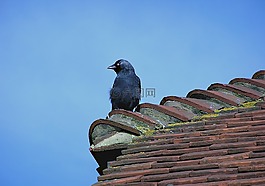 鳥,黑鳥,屋頂