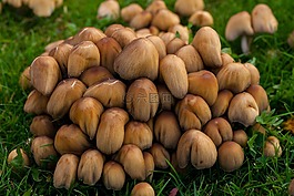 蘑菇,秋,秋天