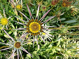 自然,植物區(qū)系,花