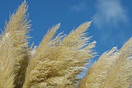 蘆葦,夏季,性質(zhì)