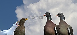 鴿子,黑鳥(niǎo),海鷗