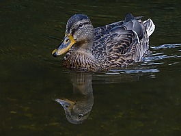 鴨,水,水鳥