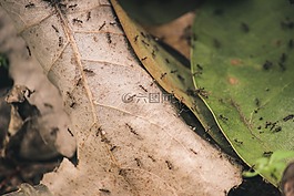 螞蟻,特寫,昆蟲