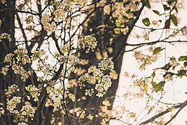 萌芽树,花香树,白色的花