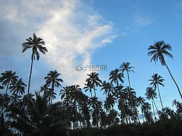 夏威夷,椰子樹,椰子