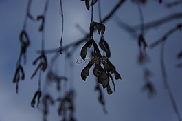 楓葉,葉槭樹種子,冬天