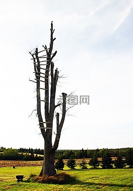 樹,死亡,景觀