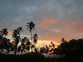 棕櫚樹,夏威夷,海洋