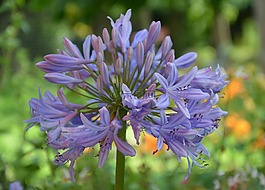 花,紫色,春天