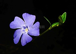 長春,花,開花