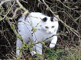猫,katze,动物