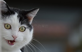 貓,mieze,國內(nèi)的貓