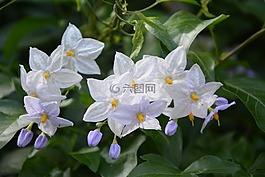 花的马铃薯,白,花园