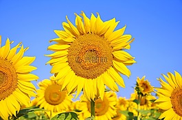 向日葵,黃色花,夏天
