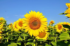 向日葵,黃色花,夏天
