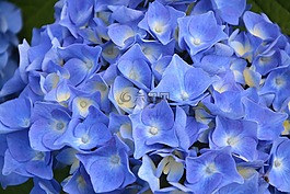 繡球藍色的,花園,性質(zhì)