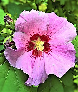 廠,芙蓉,棉花糖